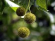 Chesnut on Tree
