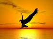 Flying Eagle Flying Eagle