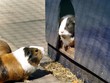 Guinea Pigs In Love
