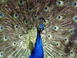 Peacock 3