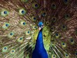 Peacock 4