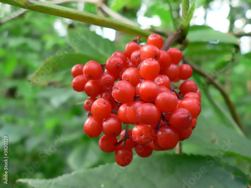 Foto: Viburnum Viburnum