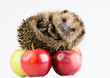 Happy hedgehog