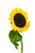 Photo: Sunflower 014 Sunflower 014