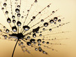 dandelion seed