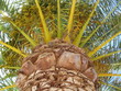 palm tree