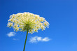 White flower and blue sky