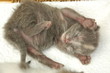 new born kitten