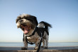 Foto: shih tzu shih tzu