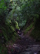 Un sentier boueux dans une forêt