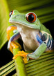 frog the princess frog the princess