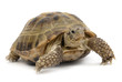 reptile turtle animal, slow speed, isolated object reptile turtle animal, slow speed, isolated object