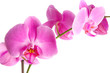 pink flowers orchid on a white background