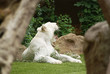 White tiger