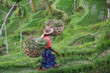 Bali Padi Field Bali Padi Field