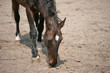 A Brown horse in a paddock, looking for something to eat