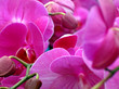 Purple Orchids (potted plants) in a greenery