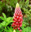 fleur de lupin fleur de lupin