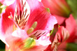 fleurs orchidées arum pétales rosée nature végétation