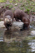 Otter