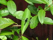 Libelle auf grünem Blatt