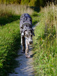 Great dane smelling flower
