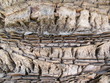 tree bark