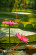 Tropical nature