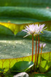 Aquatic plants