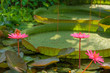 Tropical garden
