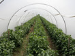 tunnel shaped plastic greenhouse
