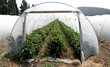 tunnel shaped plastic greenhouse