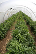 tunnel shaped plastic greenhouse