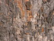 Tree bark, London UK Tree bark, London UK
