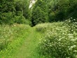 path through meadow