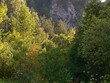 forest in valley