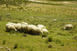 Herd of sheep