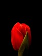 rote Tulpe rote Tulpe
