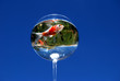 Poisson rouge