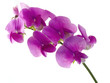 sweet pea sweet pea