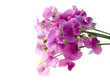 sweet pea sweet pea