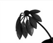 noir sur blanc