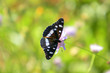 papillon 