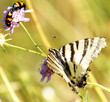 paillon d'insecte