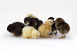 chicken family