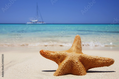 Estrella de Mar en la Playa Estrella de Mar en la Playa