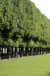 le jardin du Luxembourg
