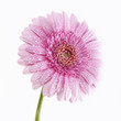 Photo: Gerberas 004 Gerberas 004