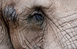 Elephant Eyes