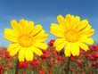 Cielo Fiori Gialli Papaveri